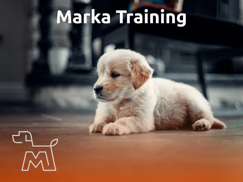 Marka Masterclass I banner