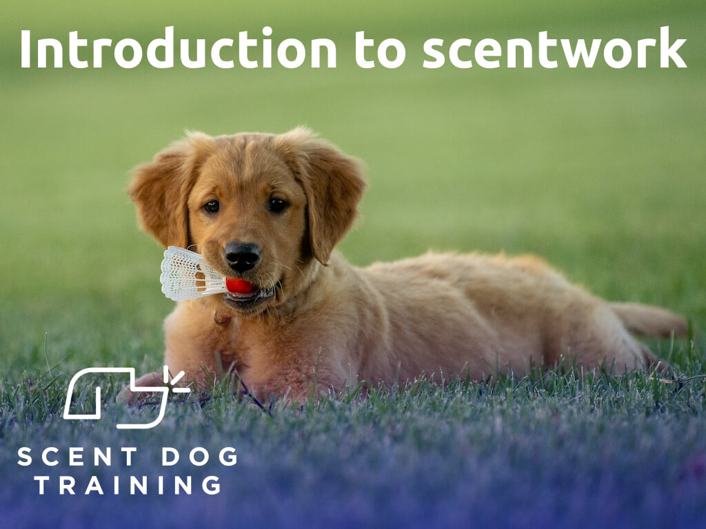 Scent Dog Training banner