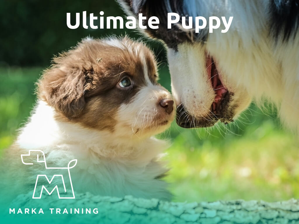 Ultimate Puppy banner